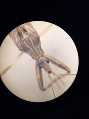 Oncocephalus validispinis