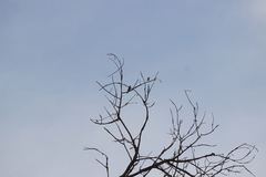 Haemorhous purpureus californicus