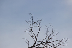 Haemorhous purpureus californicus