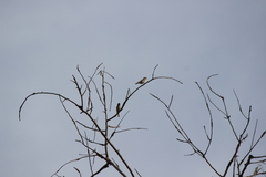 Haemorhous purpureus californicus
