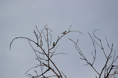 Haemorhous purpureus californicus