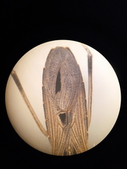 Oncocephalus validispinis