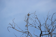 Haemorhous purpureus californicus