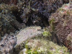 Coryphopterus urospilus