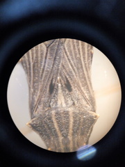 Oncocephalus validispinis