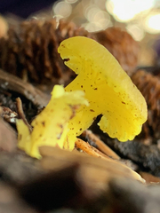 Chrysomphalina grossula