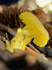 Chrysomphalina grossula