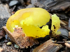 Chrysomphalina grossula