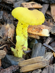 Chrysomphalina grossula