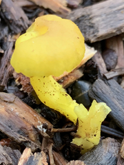 Chrysomphalina grossula