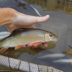 Moxostoma erythrurum