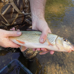 Moxostoma erythrurum