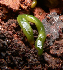 Othelosoma joburgi