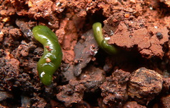 Othelosoma joburgi