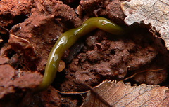 Othelosoma joburgi