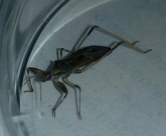 Oncocephalus validispinis