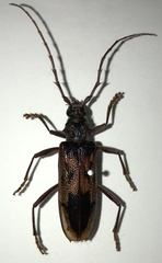 Phoracantha synonyma