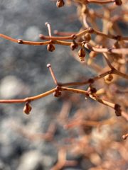 Eriogonum rixfordii
