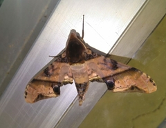 Amplypterus panopus