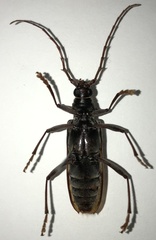 Phoracantha synonyma