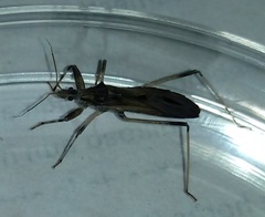 Oncocephalus validispinis