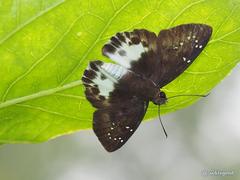 Tagiades menaka