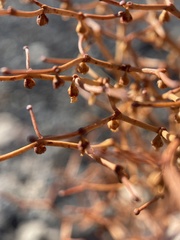Eriogonum rixfordii