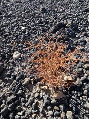 Eriogonum rixfordii