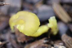 Chrysomphalina grossula