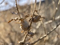 Procecidochares kristineae