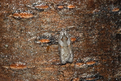 Acleris maculidorsana