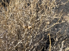 Procecidochares kristineae