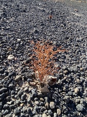 Eriogonum rixfordii