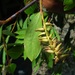 Salix arbutifolia - Photo (c) Ольга Курякова, algunos derechos reservados (CC BY-NC), subido por Ольга Курякова