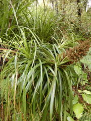 Dracophyllum elegantissimum