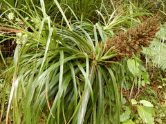 Dracophyllum elegantissimum