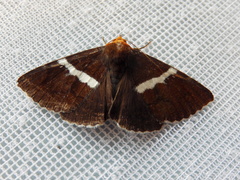 Buzara frontinus