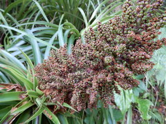 Dracophyllum elegantissimum