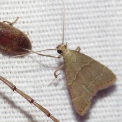Arta epicoenalis