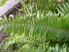 Nephrolepis biserrata