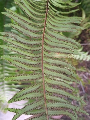 Nephrolepis biserrata