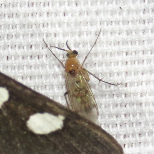 Leia oblectabilis · iNaturalist