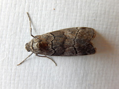Corula geometroides