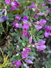 Indigofera bisacculata