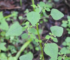 Euphorbia ocymoidea