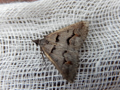 Dichromodes atrosignata