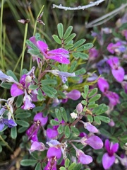 Indigofera bisacculata