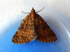 Dichromodes disputata