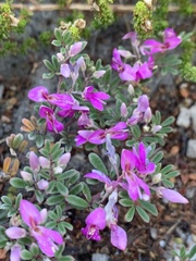 Indigofera bisacculata