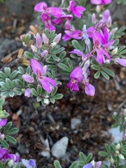 Indigofera bisacculata